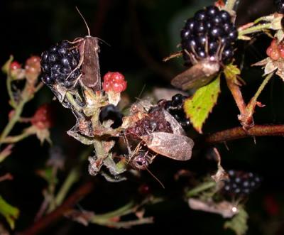 moths-unk-blackberies-5701.jpg
