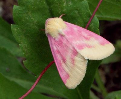 primrose-moth-6492.jpg