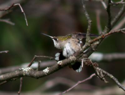 rt-hummingbird-5544.jpg