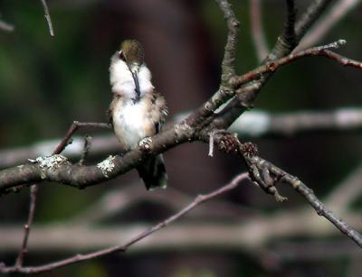 rt-hummingbird-5547.jpg