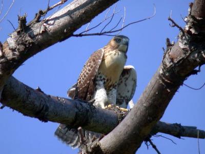 red-tailed-hawk-5870.jpg