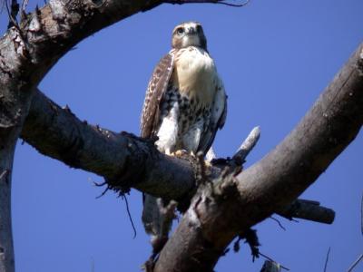 red-tailed-hawk-5882.jpg