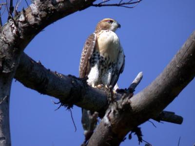 red-tailed-hawk-5884.jpg