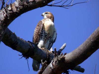 red-tailed-hawk-5899.jpg