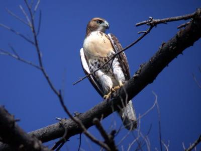 red-tailed-hawk-5918.jpg