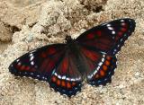 butterfly-unk-16adj.jpg