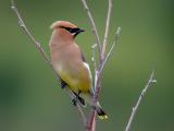 cedar-waxwing-ds-4263.jpg