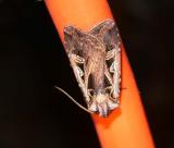 dingy-cutworm-qq-5267.jpg