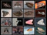 moth-collage-1,jpg.jpg