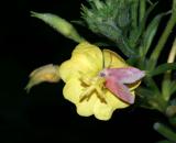 primrose-moth-6453.jpg