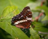 white-admiral-ds-4452.jpg