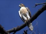 red-tailed-hawk-5930.jpg