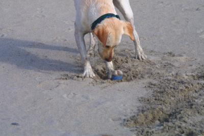 My what big paws I have!