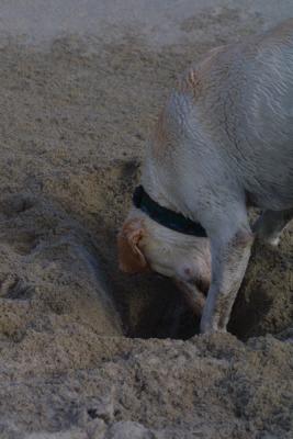Ballie where did you go?
