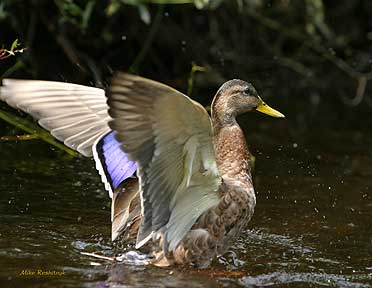 Drying Off - Duck