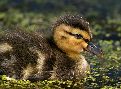 My Best Side - Duckling