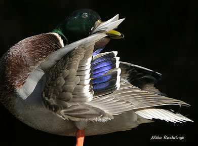 Ironing Things Out - Mallard Duck