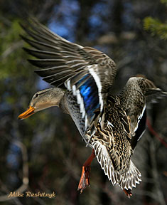 My Best Profile - Mallard Duck