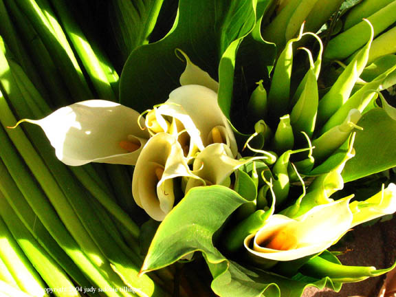 10.28 market 35 callas.jpg
