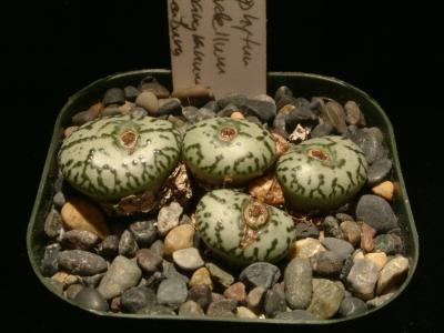 Conophytum obcordellum f. ursprungianum 1.JPG
