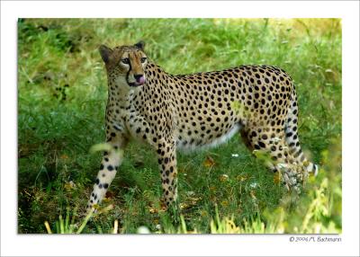 Gepard