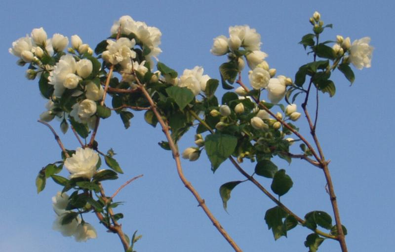 Philadelphus blossoms