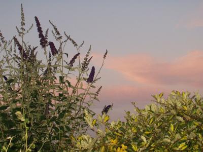 Butterfly Bush