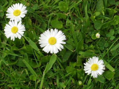 Daisies