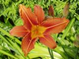 Bold Day Lily