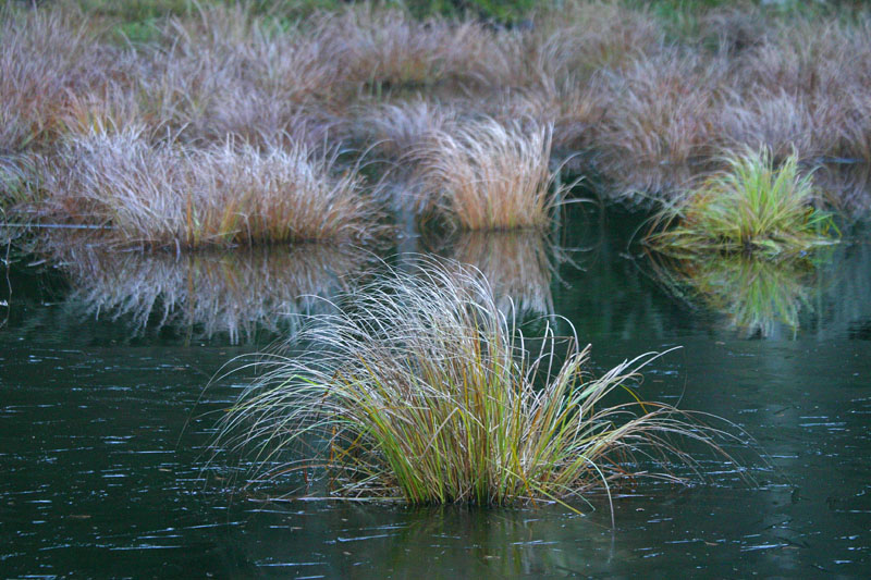 The frozen pond