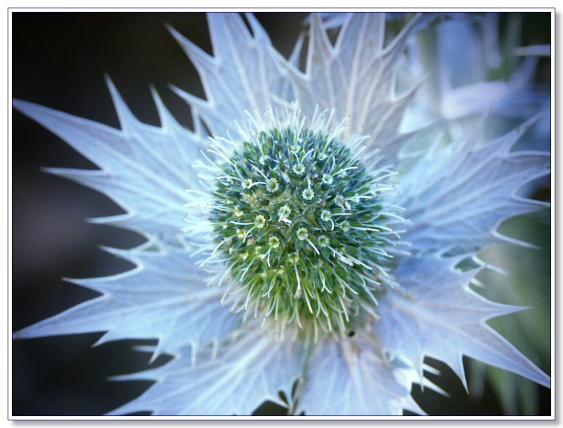 Eryngium - Sea Holly