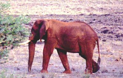 Tsavo Elephant