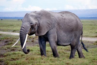 Elephants
