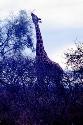 Giraffes