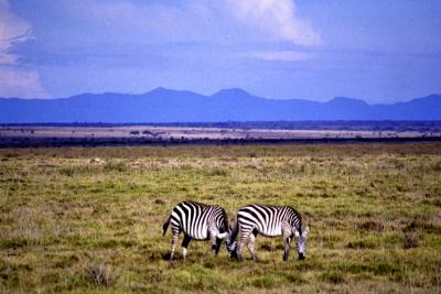Zebras