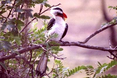 Hornbills