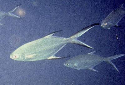 Small-spotted Pompano