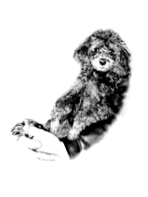 My Brothers  Dog BA - from low resolution photo