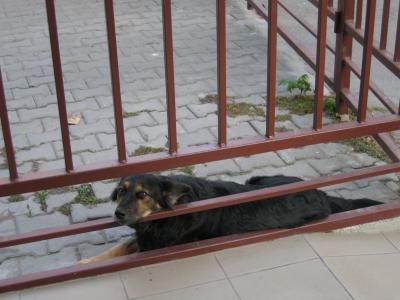 poor stray doggy