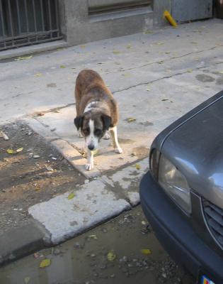 lot of stray dogs in Bucharest