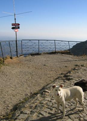 stray dogs even on top of a mountain on empty ski runs!
