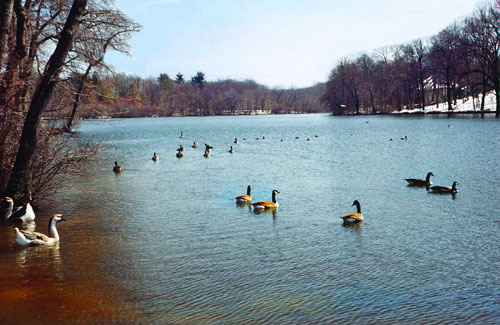 Pond