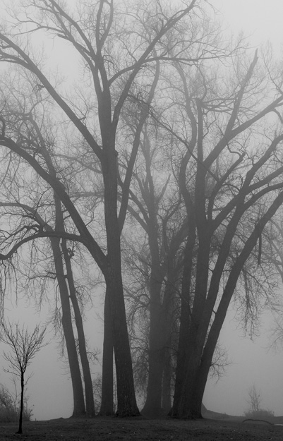 trees in fog