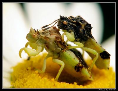 Jagged Ambush Bugs (Phymata erosa)