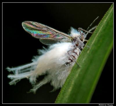 woolly aphid 