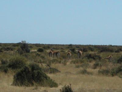 Guanaco (llamas)