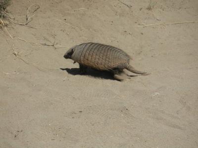 A hairy armadillo