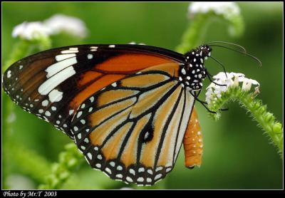 괳 Common Tiger  (Danaus genutia)