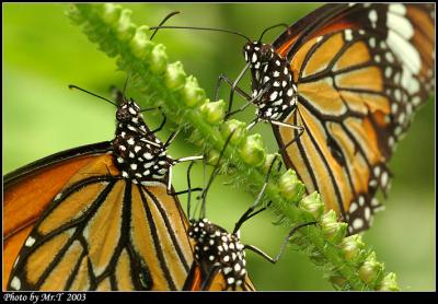 괳 Common Tiger  (Danaus genutia)