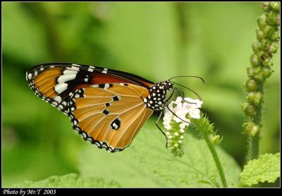  Plain Tiger (Danaus chrysippus)
